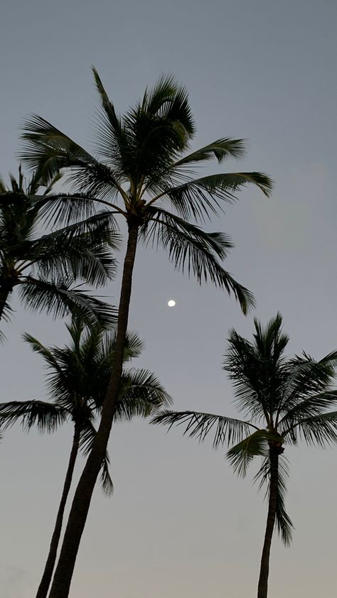 Oahu, Hawaii The Palms, Oahu Hawaii, Island Life, Literally Me, Oahu, Hawaii, The Outsiders, Moon, Quick Saves