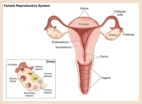 Uterus Diagram, Medical Diagrams, Reflexology Pressure Points, Science Artwork, Biology Anatomy, Ovulation Cycle, Medical Wallpaper, Female Reproductive System, Science Illustration