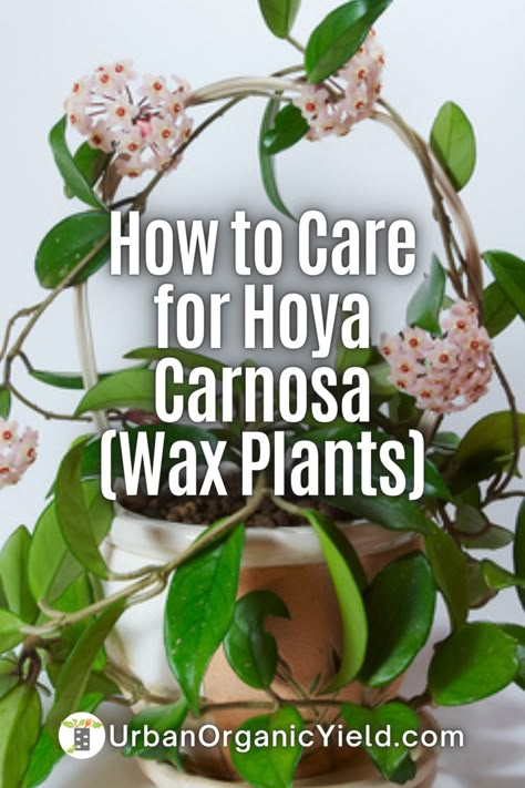 Wax Plants Houseplant, Hoya Wax Plant, Wax Plant Hoya, Hoya Carnosa Care, Hoya Plant Care, Wax Plants, Hoya Carnosa Krimson Queen, Hoya Collection, Plants 101