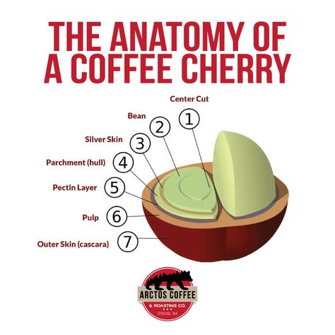 Coffee Anatomy, Coffee Caffeine Chart, Coffee Cherry Anatomy, Coffee Cherry, Caffeine Structure, Coffee Bean Anatomy, Coffee Terminology, Mac Coffee, Pumpkin Spice Coffee Recipe