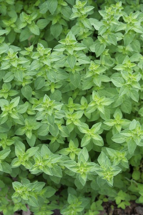 Everything You Need to Know About Growing Oregano http://antiagingsuperfruits.com/ Growing Oregano, Oregano Plant, Herb Plants, Types Of Herbs, Herb Gardening, Plants Growing, Oregano Oil, Gardening 101, Culinary Herbs