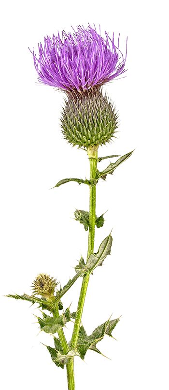 Milk Thistle - The Lost Herbs Milk Thistle Drawing, Milk Thistle Plant, Milk Thistle Tattoo, Thistle Aesthetic, Thistle Drawing, Thistle Logo, Bull Thistle, Thistle Painting, Thistle Leaves