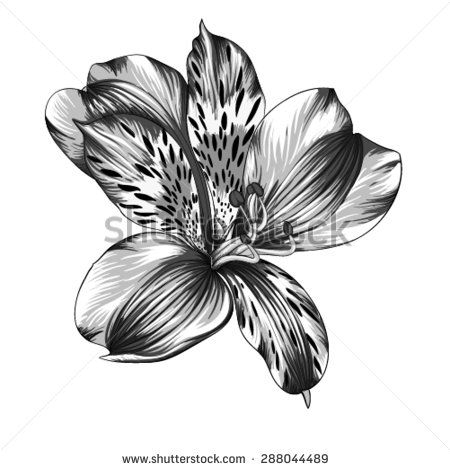 Alstroemeria Stock Photos, Images, & Pictures | Shutterstock Alstroemeria Tattoo, Mums Tattoo, White Alstroemeria, Alstroemeria Flower, Tattoo Care Instructions, P Tattoo, Girl Face Tattoo, Realistic Temporary Tattoos, Peruvian Lilies