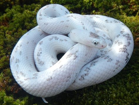 10 Beautiful Corn Snake Morphs - Reptile World Facts  Anery palmetto corn snake, a beautiful white and grey corn snake morph.   #snake #reptile #cornsnake #morphs Corn Snake Morphs, Snake Morphs, Western Hognose Snake, World Facts, Hognose Snake, Cool Snakes, Colorful Snakes, Pretty Snakes, Corn Snake