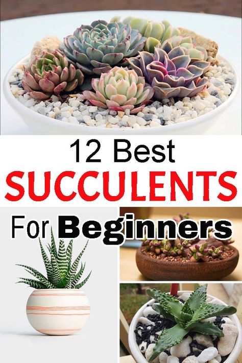 Succulents For Beginners, Potting A Succulent, Succulant Planting Ideas Indoor, Suculent Plants, Succulent Garden Landscape, Indoor Succulents, Garden Succulents, Diy Succulent Terrarium, Succulent Garden Indoor