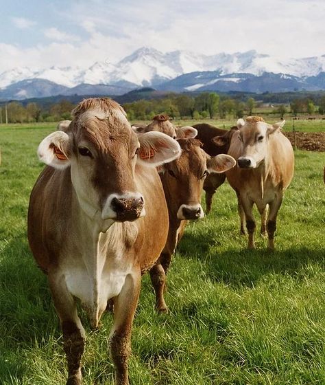 Brown Swiss Cows, Undeniably Dairy, Dairy Cows Holstein, Dairy Cow Breeds, Jersey Cow Milk, Cow Breeds, Milking Cows, Jersey Cattle, Farming Land