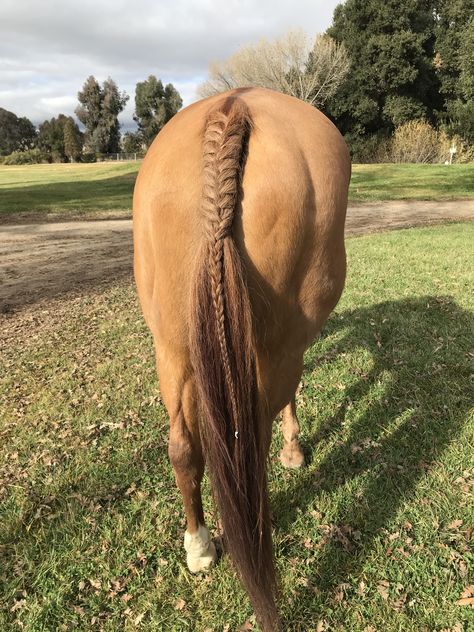 I love this tail braid!!❤️❤️ Horse Main Braiding, How To Braid A Horse Tail, Horse Braids Tail, Horse Tail Braiding, Braided Horse Mane, Tail Braids Horse, Braided Horse Tail, Horse Mane Braids Westerns, Horse Tail Braid Ideas