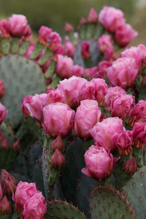 Pantone Cards, Gorgeous Landscapes, Cactus Blossom, Flowering Cactus, Mini Cows, Cactus Blossoms, Desert Flowers, Arizona Desert, Beautiful Flowers Wallpapers