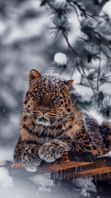 Sondre Eriksen Hensema on Instagram: "• Igor and Zino is enjoying the snowy season 🌨️🐆 #AmurLeopard #Leopard #SonyFX3 #Sony200600" Amur Leopard, Tiger Pictures, Wild Animals Pictures, Exotic Cats, Big Cats Art, Pets Cute, Animal World, Animals Dogs, Animal Wildlife