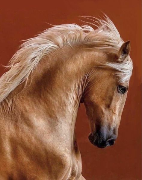 Lusitano Stallion, Horse Profile, Equine Portraits, Palomino Horse, Horse Artwork, Horse Face, Horse Portrait, Horse Drawings, All The Pretty Horses