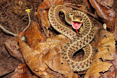 Eastern Garter Snake, March 2016, Bucks County, PA Garter Snake, Bucks County Pa, Bucks County, Animals