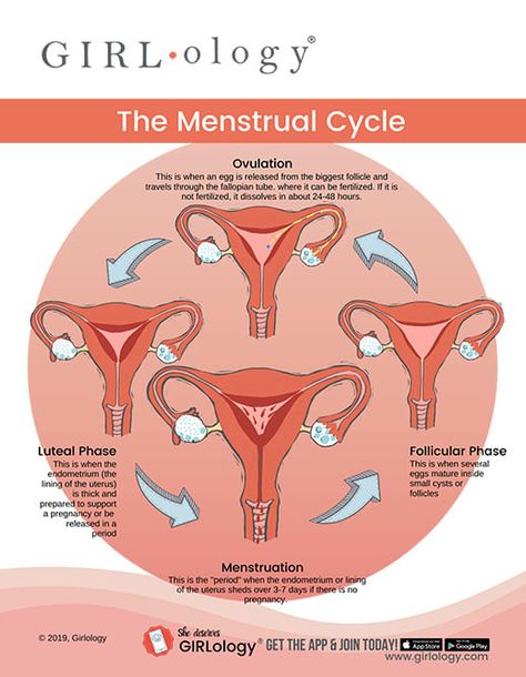 Menstrual Cycle Phases | Tampax® Cycle Phases, Menstrual Cycle Phases, Menstruation Cycle, Period Cycle, The Menstrual Cycle, 12 Minute Workout, Progesterone Levels, Menstrual Health, Fallopian Tubes