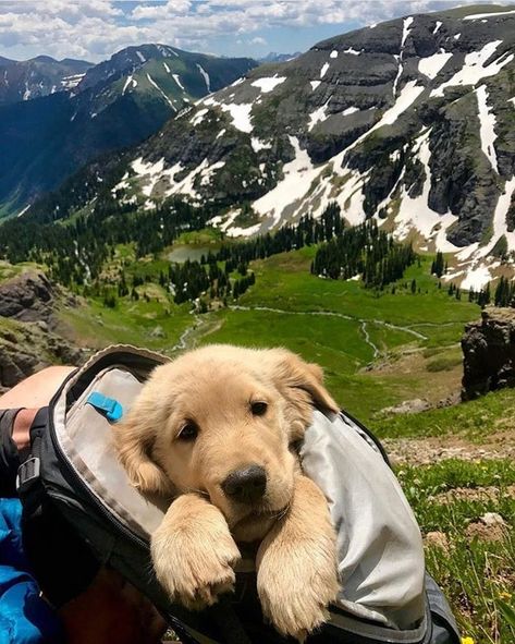 r/Eyebleach - Professional Mountain Climber Hiking Photos, Regnul Animal, Golden Retriever Mix, Golden Retriever Puppies, Retriever Puppies, Golden Retriever Puppy, Retriever Puppy, Cute Animal Photos, Golden Retrievers