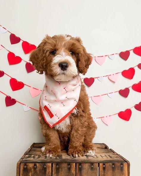 Dog Valentine Photos, Dog Photography Studio, Pet Photography Poses, Pet Photoshoot, Dog Photography Poses, Puppy Pics, Puppy Valentines, Animal Photoshoot, San Valentine