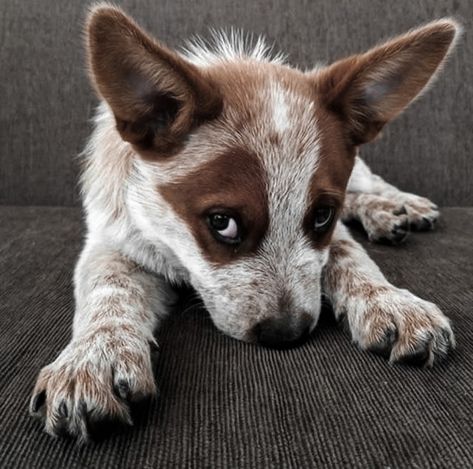 Red Heeler Dog, Cattle Dog Puppy, Aussie Cattle Dog, Cow Dog, Austrailian Cattle Dog, Blue Heeler Puppies, Red Heelers, Cattle Dogs Rule, Heeler Puppies