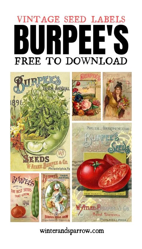 6 Burpee's Seed Packet Labels (free to download) Printable Seed Packets, Seed Labels, Vintage Seed Packet, Vintage Labels Printables, Vintage Seed Packets, Christmas Font, Flower Seeds Packets, Etiquette Vintage, Free Vintage Printables