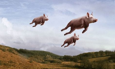 Flying Pigs! Pigs Flying, Pig Wallpaper, Funny Pigs, Flying Pig, Cute Memes, Black And White Portraits, Animal Wallpaper, Image Hd, Pigs