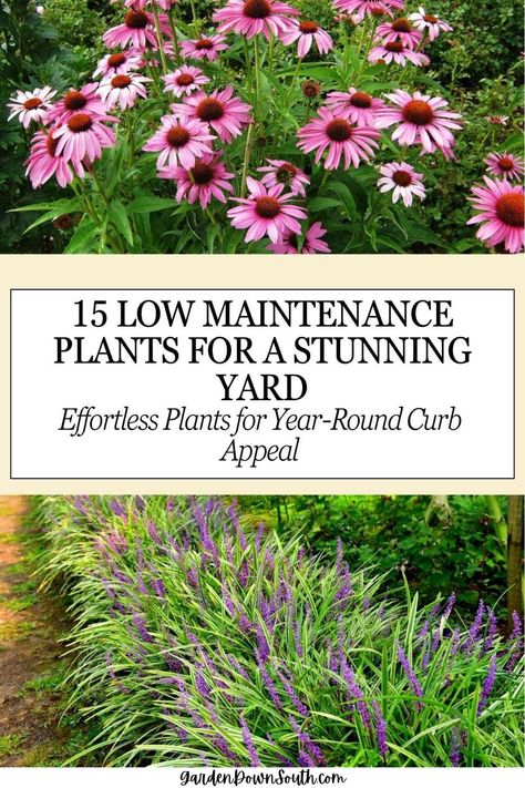 Design a front yard that stays beautiful with less work! Find the best plants that can withstand drought and low maintenance to make your home stand out. Low Maintenance Landscaping Plants, Drought Tolerant Landscape Front Yard, Curb Appeal Garden, Front Yard Plants, Low Maintenance Landscaping, Easy Care Plants, Ground Cover Plants, Low Maintenance Garden, School Garden