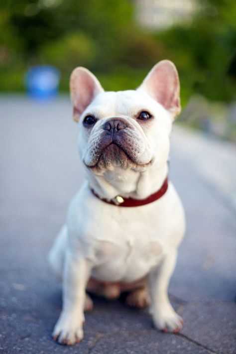 French #Bulldogs literally one of the cutest dogs ever! #DrRandyPetVet [more at pinterest.com/eventsbygab] French Bulldog Wallpaper, French Bulldog Full Grown, Bulldog Wallpaper, Cream French Bulldog, French Bulldog Painting, Brindle French Bulldog, Grey French Bulldog, Fawn French Bulldog, White Bulldog