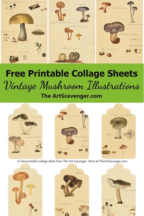 Free Junk Journal Printables, Mushroom Printable, Diy Crafts To Sell On Etsy, Free Junk Journal, Mushroom Illustrations, Free Ephemera, Junk Journal Printables, Journaling Collage, Mushroom Images