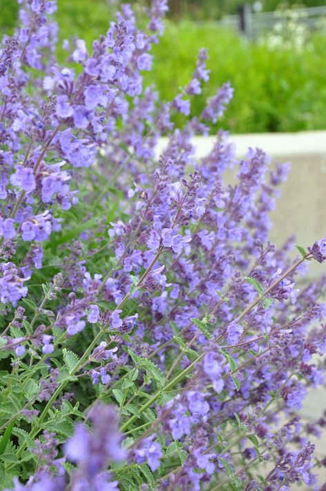 Nepeta racemosa 'Walker's Low' / kattekruid bloeit blauw van juni - september. Hoogte ca. 70 cm. Beste kattekruid voor algemeen gebruik. Nepeta Faassenii Walkers Low, Catmint Walkers Low, Walkers Low Catmint Garden Design, Nepeta Flower, Nepeta Walkers Low, Nepeta Racemosa, Catmint Nepeta, Long Blooming Perennials, Landscape Design Ideas