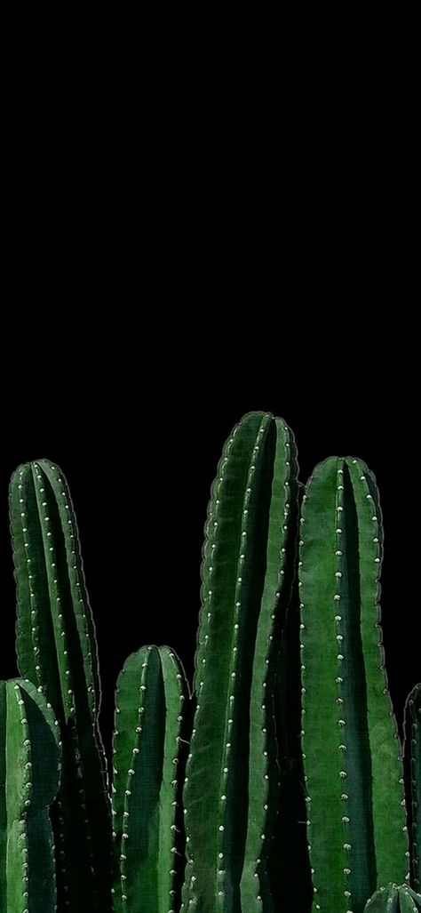 Amoled Phone Wallpaper 055 - [1080x2340] Cactus Dark Aesthetic, Dark Desert Aesthetic, Cactus Phone Wallpaper, Bondi House, Desenio Posters, Wallpaper Iphone Vintage, Succulent Photography, Kaktus Dan Sukulen, Cozy Goth