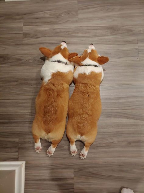 Corgi Sploot, Cowboy Corgi, Corgi Puppies, Corgi Mom, Corgi Gifts, Corgi Mix, Cardigan Welsh Corgi, Loyal Friends, Cute Corgi