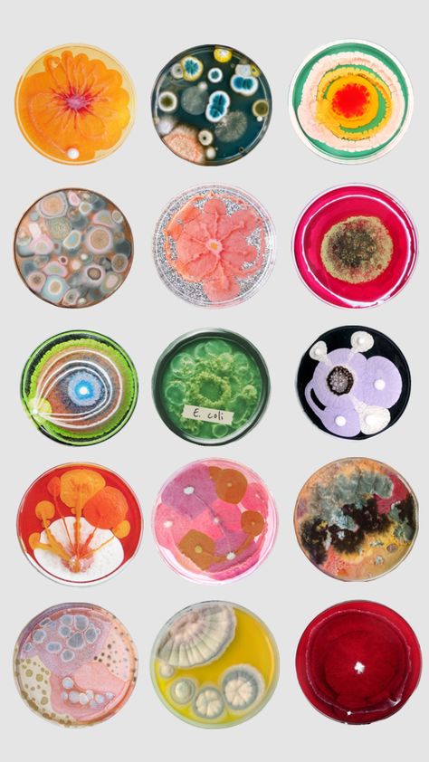 #agar #petridish #mold #mould #collageart Growth And Decay, Petri Dishes, Biology Art, Bio Art, Petri Dish, Scientific Illustration, Science Art, Art Classroom, Silk Painting