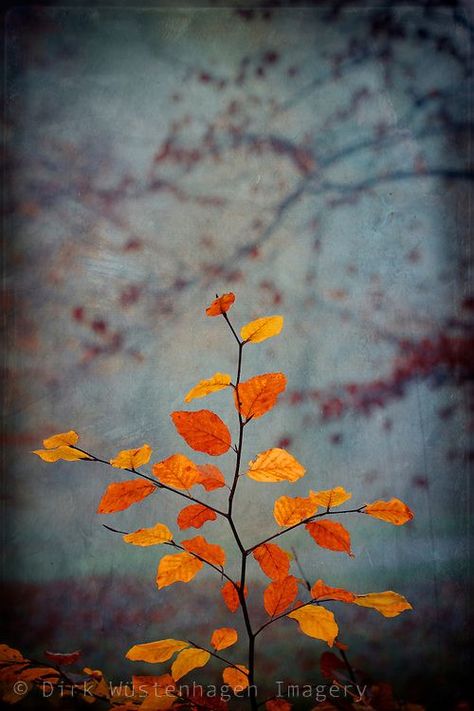 Close-up of colourful fall leaves on a beech tree twig - texturized photograph Beech Tree, Autumn Magic, Still Photography, Forest Photography, Landscape Poster, Leaf Art, Colorful Leaves, Tree Painting, Metal Poster Displate