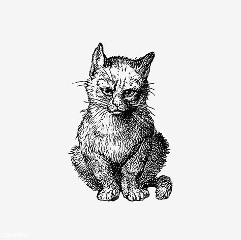 Vintage cats illustration | Free download under CC Attributi… | Flickr Cat Engraving, Victorian Cat, Crown Illustration, Lion Illustration, Pirate Art, Cat Vintage, Diy Cats, Engraving Illustration, The British Library