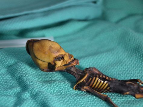 The mystery of a tiny skeleton that many people thought was an alien has finally been solved Pet Cemetery, Biology Art, Terracotta Warriors, Bone Diseases, Inca Empire, Life Size Statues, Archaeological Discoveries, Archaeological Finds, Molecular Biology