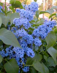 Blue lilacs!  A website tells me lilacs are in season in November.  Maybe in Australia...  I don't know about them but our lilac bush blooms in May/June!  For about 2 weeks, if that.  But if they're in season, I would love to include them somehow!  Remind me of home... Lilac Cottage, Roses And Violets, World Of Flowers, Syringa Vulgaris, French Lilac, Lilac Tree, Lilac Bushes, Purple Garden, Blue Lilac