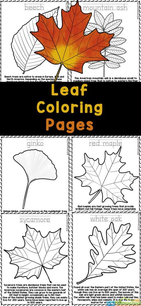 Celebrate the beaufy of fall with this fun, educational activity using free printable leaf coloring pages. These fall leaves coloring pages include a realistic leaf to color and a little information on the tree: beech, birch, elm, ginko, horse chestnut, mountain ash, oak, red maple, red oak, sassafras, silver maple, sugar maple, sweet gum, sycamore, tulip poplar, and white oak. These autumn leaves coloring pages are such a fun and engaging fall science activity for children from toddler, prescho Maple Leaf Coloring Page, Leaf Coloring Page Free Printable, Leaves Coloring Pages, Fall Science Activities, Acorn Craft, Pictures Of Leaves, Leaf Template Printable, Leaves Coloring, Fall Leaves Coloring Pages