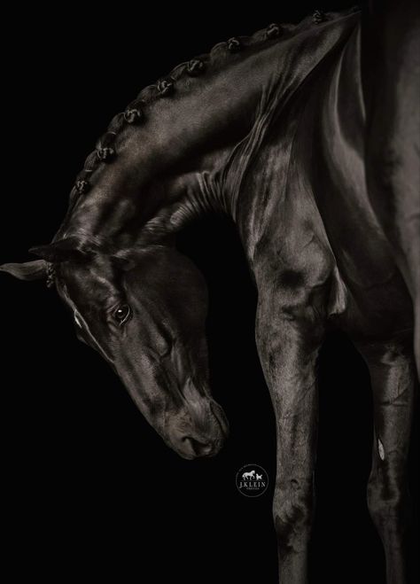 Horse Photo Black Background, Black And White Animal Photography Wildlife, Photography Black Background, Horse Photography Ideas, Running In Snow, Black Background Portrait, Kathiyawadi Horse, Animal Photography Wildlife, Warmblood Horses