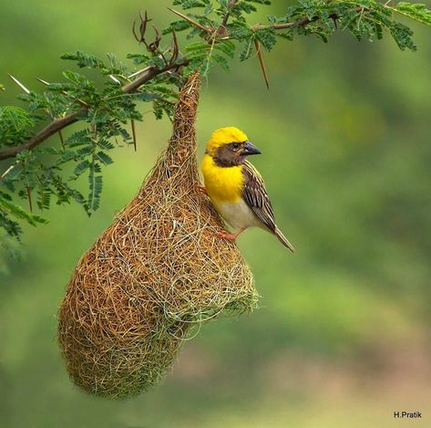 Baya Weaver (Ploceus philippinus) on its nest. In India by H. Pratik Baya Weaver, Weaver Bird, Celebrate Each New Day, Bird Nests, Kinds Of Birds, All Birds, Exotic Birds, Pretty Birds, Bird Photo