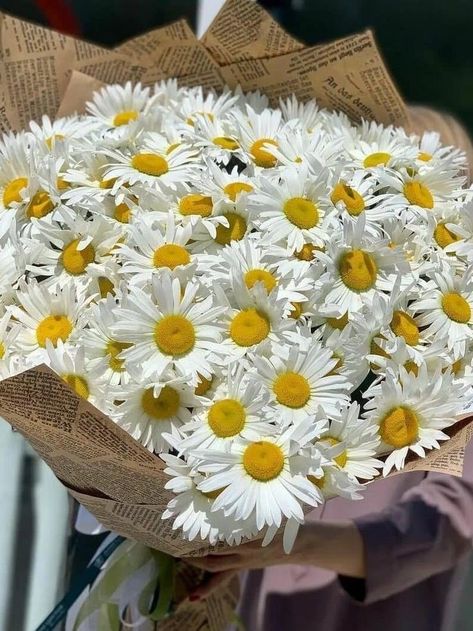 Daisy Flowers Bouquet, Daisies Bouquet, Prettiest Flowers, Skeleton Flower, White Chrysanthemum, Sunflowers And Daisies, Daisy Bouquet, Nothing But Flowers, White Daisies