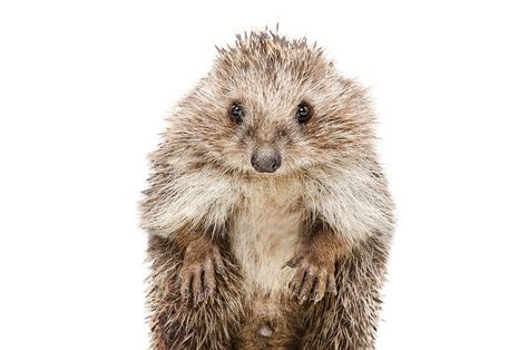 Hedgehog Standing, Funny Hedgehog, Animal Sketches, Studio Portraits, Vector Design, Stock Photography, Deer, White Background, Photo Image