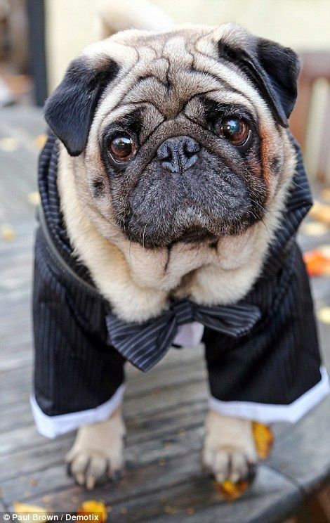 Another pug looked dapper in a pinstriped suit!  What a Dapper Dog! Pinstriped Suit, Dapper Dogs, Hampstead Heath, Monsieur Madame, All Dogs, Looking Dapper, North London, Dog Dresses, Dog Show