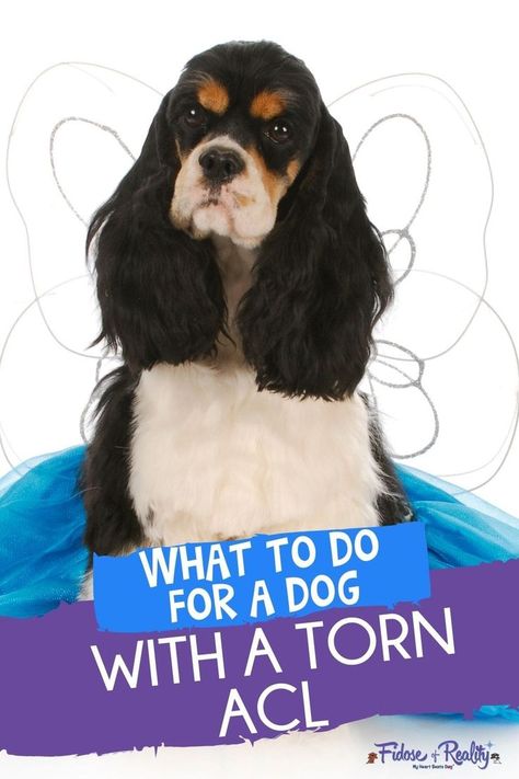 “You have a dog with torn ACL,” the veterinarian shared. “It’s a partial tear, but it could progress to a full tear.” I knew we had a long road ahead, but I wasn’t prepared for my dog to experience two ACL tears within the course of two years. Dog Acl Surgery Recovery, Torn Acl In Dogs, Acl Tear Recovery, Acl Surgery Recovery, Diy Braces, Acl Recovery, Torn Acl, Muscle Tear, Meds For Dogs