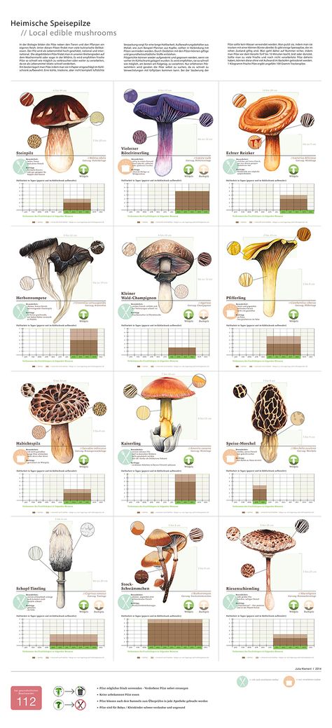 Local Edible Mushrooms on Behance Planning Sport, Growing Mushrooms At Home, 3d Things, Botanical Sketchbook, Mushroom Pictures, Edible Mushrooms, Natural Ecosystem, Mushroom Fungi, Mushroom Art