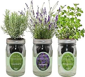 Jar Herb Garden, Windowsill Herb Garden, Herb Growing, Mason Jar Herbs, Mason Jar Herb Garden, Herb Garden Pallet, Herb Garden Kit, Seed Kit, Hydroponic Growing