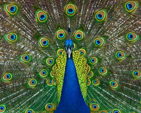 Proud as a Peacock - GenPink Alternate Animal Names, Funny Animal Names, Western Lowland Gorilla, Philadelphia Zoo, Animal Names, Cincinnati Zoo, Alternative Names, Funny Names, Funny Animal Memes