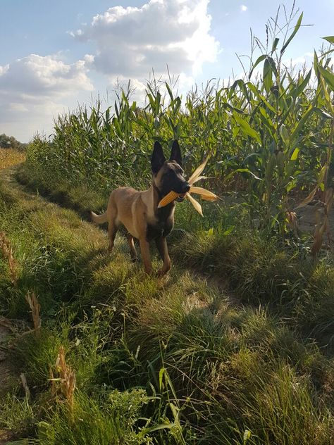 Belgian Malinois, Pixel OJT Belgian Malinois Aesthetic, Cute Belgian Malinois, Belgian Malinois Puppies, Belgium Malinois, Police Canine, Malinois Puppies, Belgian Malinois Dog, Malinois Dog, Cute Dogs Images