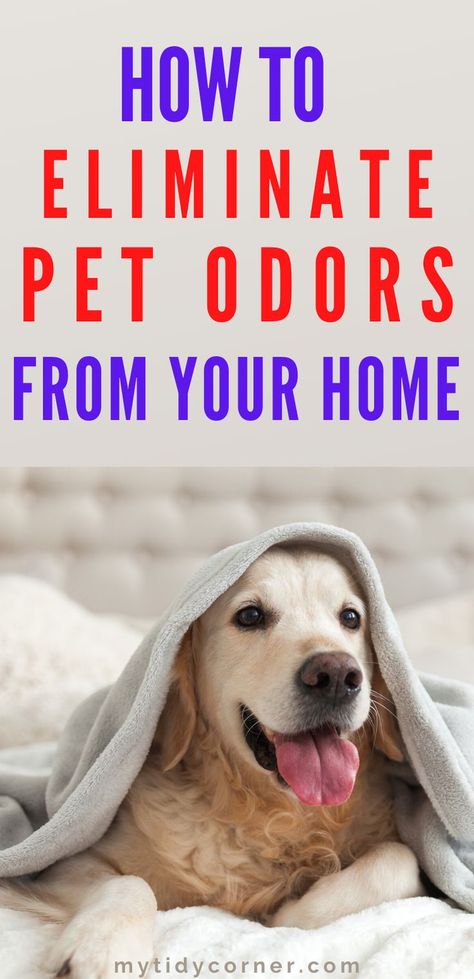 Find out how to eliminate pet odors from your house and keep your home from smelling like kennel. Use these simple cleaning hacks and tips to get rid of pet smells e.g. remove dog smells as well as cat odors on couch, out of furniture and out of carpet. #clean #pets #petodors #petsmells #dogs #cats #mytidycorner Dog Pee Smell Out Of House, Rid Of Dog Smell In House, How To Get Rid Of Pee Smell In House, Get Dog Smell Out Of House, Get Pet Urine Smell Out Of Carpet, Cleaning Hacks With Dogs, Eliminate Odors In House, Pet Smell Out Of Carpet, Getting Dog Smell Out Of House