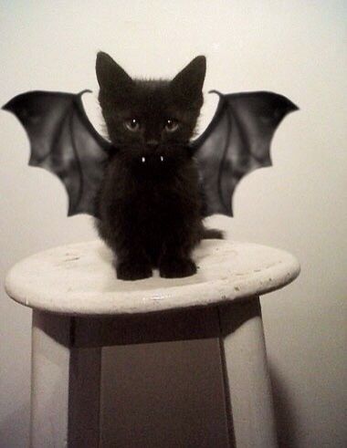 Black Kitten with Bat Wings<3 Söt Katt, A Black Cat, Black Kitten, Halloween Animals, Pet Costumes, Cute Kittens, 귀여운 동물, Bat Wings, Crazy Cats