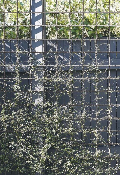 **Privacy screen** Maidenhair vine (*Muehlenbeckia complexa*) is being trained to grow up the fence, supported by reinforcing mesh. Privacy Screen Plants, Vine Fence, Compact Garden, Vine Trellis, Roof Gardens, Virginia Creeper, Garden Inspo, Garden Screening, Privacy Screen Outdoor