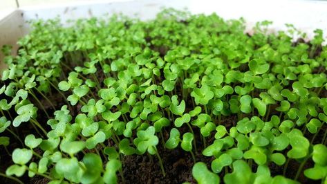 Clover is a useful and adorable plant. It is extremely beneficial to vegetation around it thanks to the nitrogen in its roots. It is also used as a cover plant in gardens, as "green manure" to fertilize soil once it dies and decomposes and it can also be used to plant turf. Cheap Gardening, Clover Seed, Permaculture Garden, Lawn Alternatives, First Garden, Lush Lawn, When To Plant, Permaculture Gardening, Patio Fire Pit