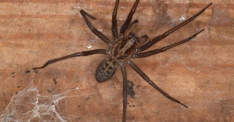 An expert has said 7.35pm is the peak time for when spiders are spotted lurking around the house amid Spider Season Giant House Spider, Giant House, Types Of Spiders, House Spider, Natural Bug Repellent, Texas House, Big House, South Texas, Arachnids