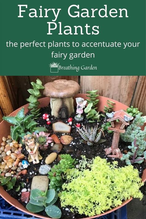 Best Plants For Fairy Garden, Fairy Succulent Garden, Succulent Fairy Garden, Cute Fairy Garden, Miniature Forest, Magical Fairy Garden, Indoor Fairy Gardens, Cheap Plants, Fairy Garden Plants