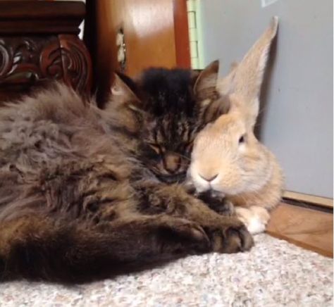 betty cat and luke the rabbit best friends snuggles Cat And Bunny, Cats Tumblr, Cute Cat Memes, Cat Cuddle, Animals Friendship, A Bunny, Fluffy Cat, Funny Cat Videos, Funny Animal Pictures